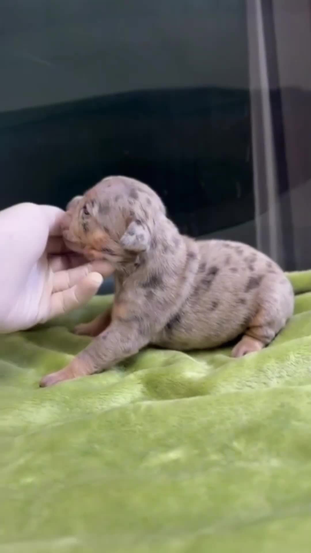 American Bully perros en venta: Cachorros american bully pocket merle - Video 1