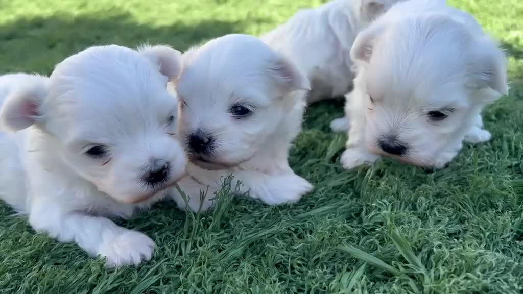 Bichón Maltés perros en venta: Bichon Maltes  - Video 5