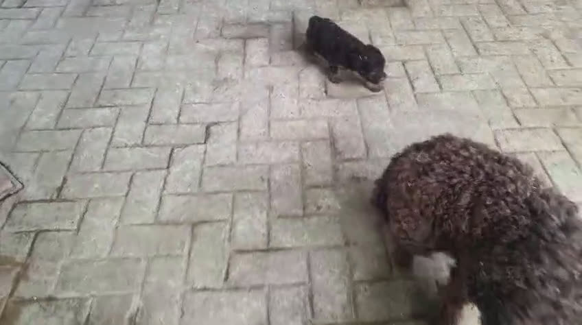 Perro de Agua Español perros en venta: Cachorros de Perro de Agua de color chocolate  - Video 3