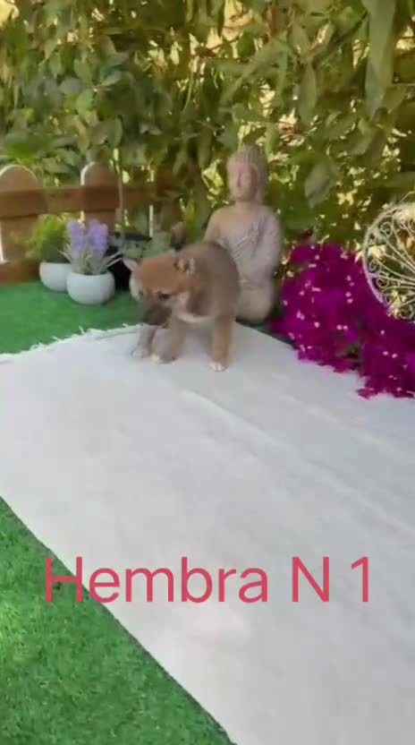 Shiba Inu perros en venta: Shiba Inu rojos y negros preciosos  - Video 4