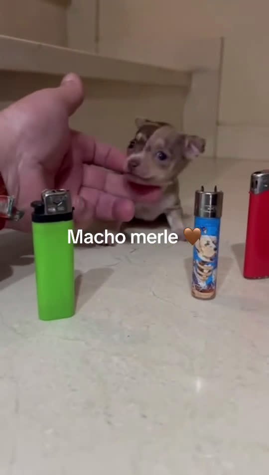 Chihuahua perros en venta: Chihuhua merle - Video 1