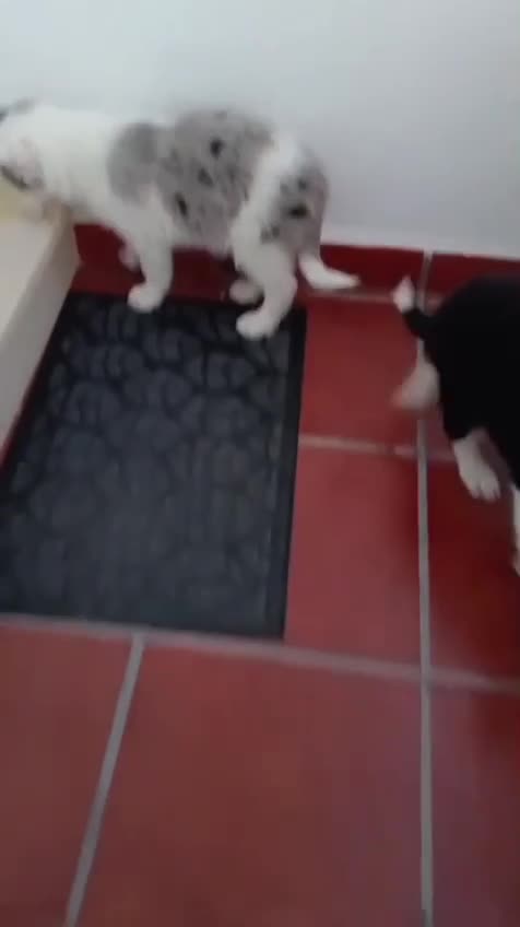 Border Collie perros en venta: Border collie  - Video 2