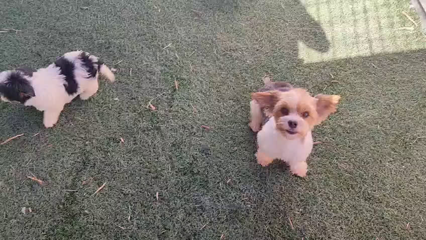 Raza Mixta perros en venta: Cachorrita Malvi - Video 3