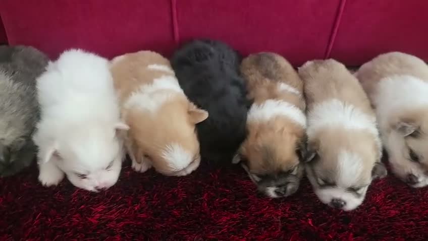 Pomerania perros en venta: Pomerania - Video 5