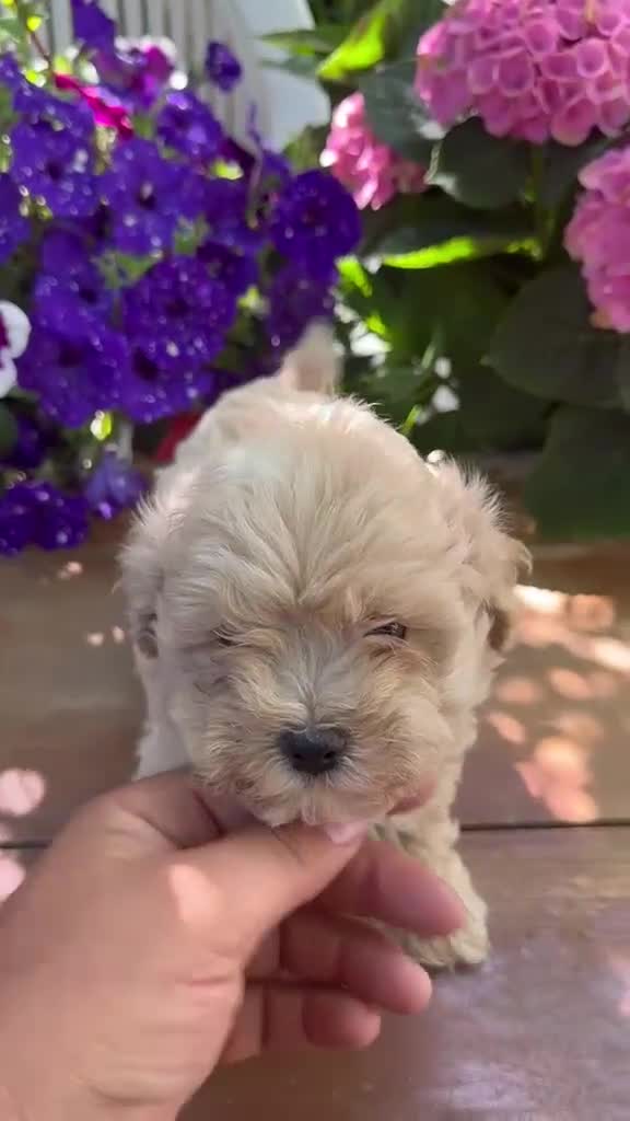 Maltipoo perros en venta: Macho de maltipoo nacionales. - Video 1