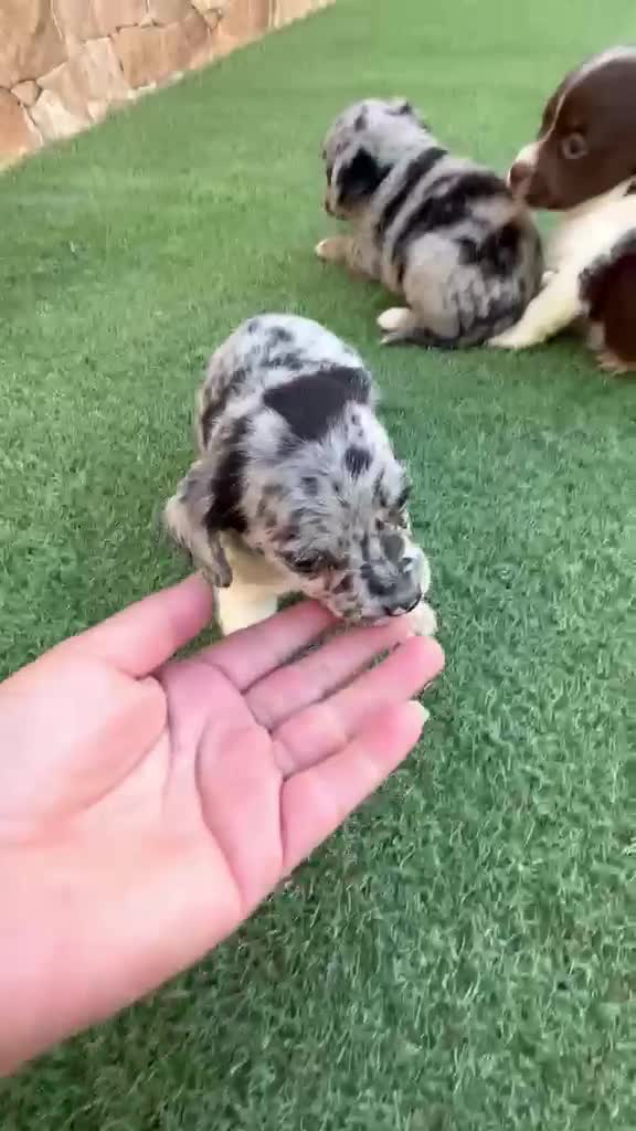 Raza Mixta perros en venta: Cruzaditos de Bichon maltés y chihuahua Toy - Video 1