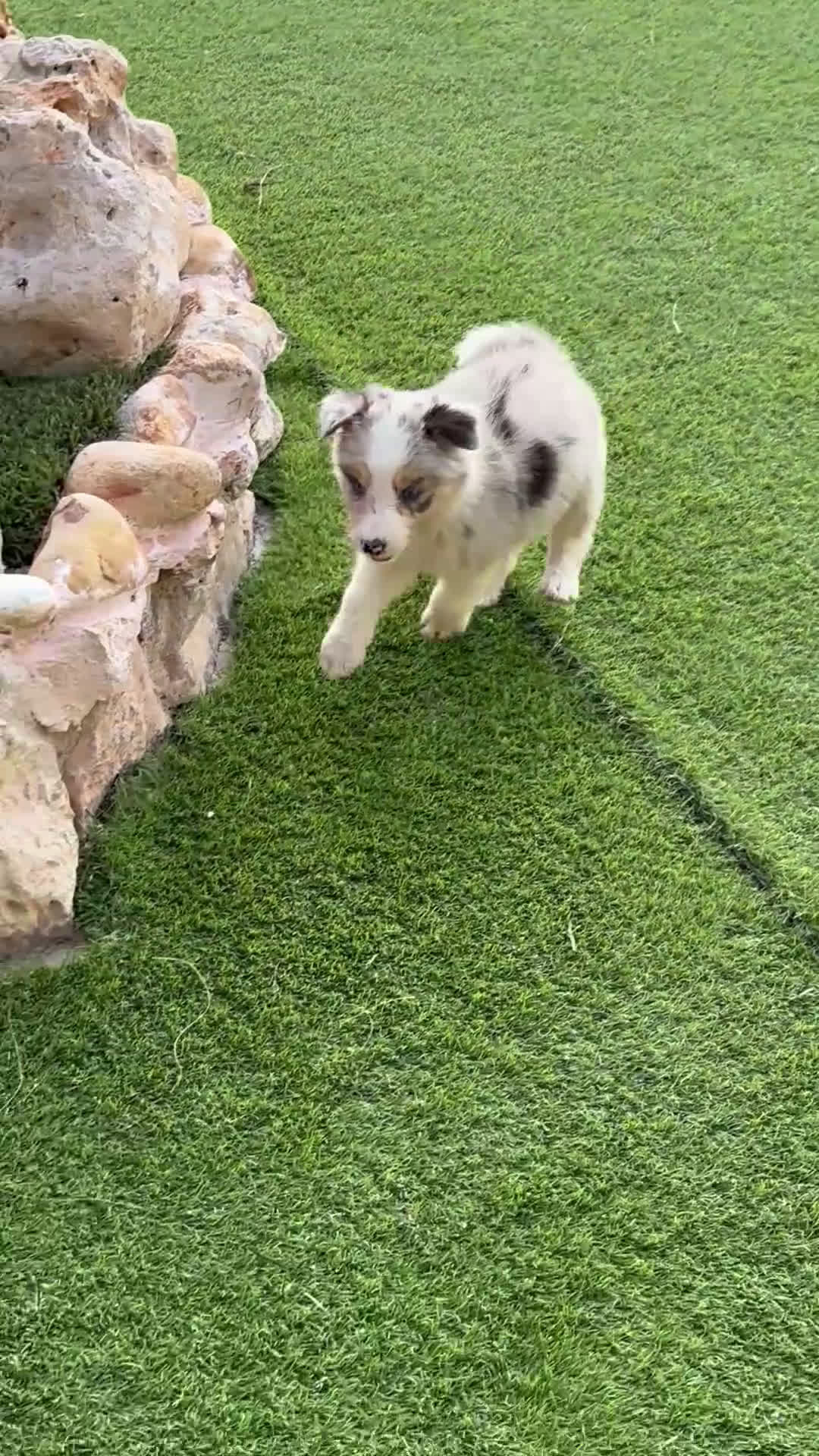 Border Collie perros en venta: Disponible cachorro macho Border collie merle - Video 1
