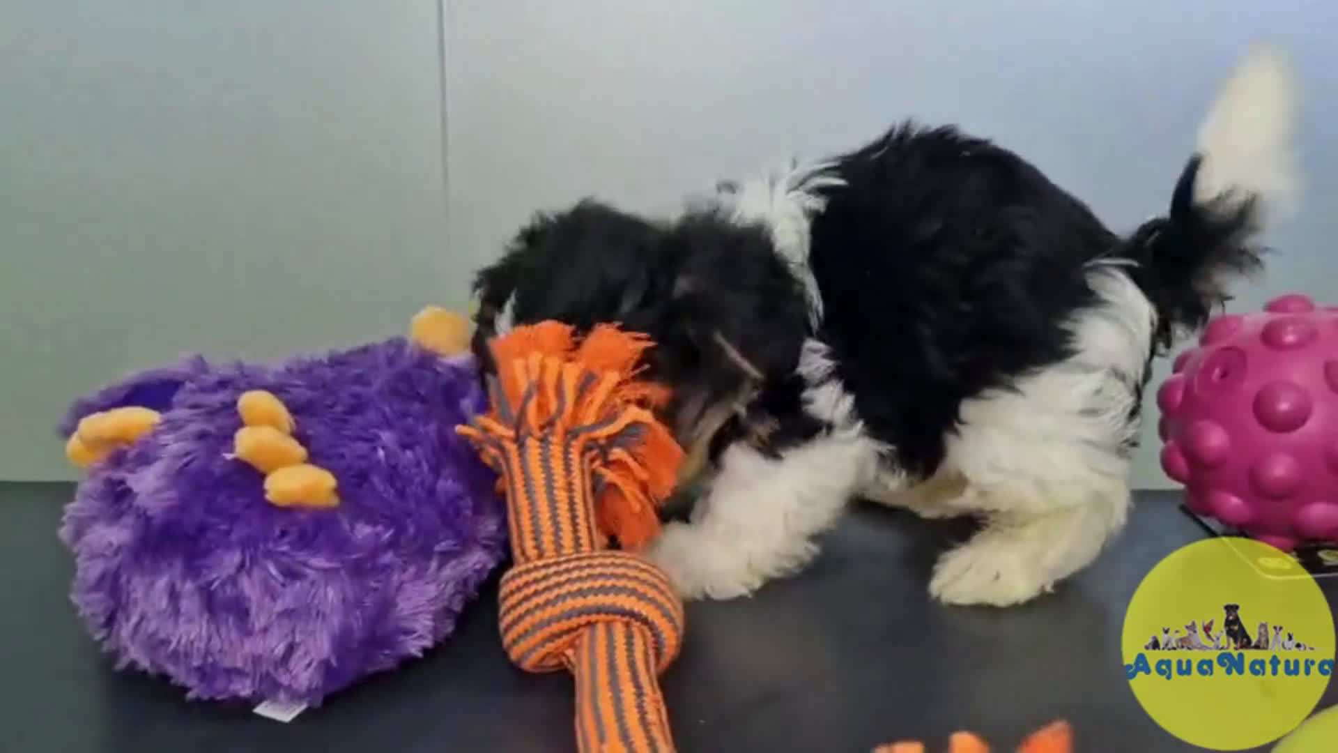 Biewer Yorkshire Terrier a la Pom Pon perros en venta: Yorkshire Biewer Macho CJMM 1762 AQUANATURA - Video 1