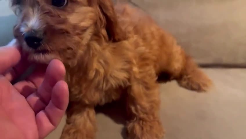Cavapoo perros en venta: Cavapoo comprar   - Video 1