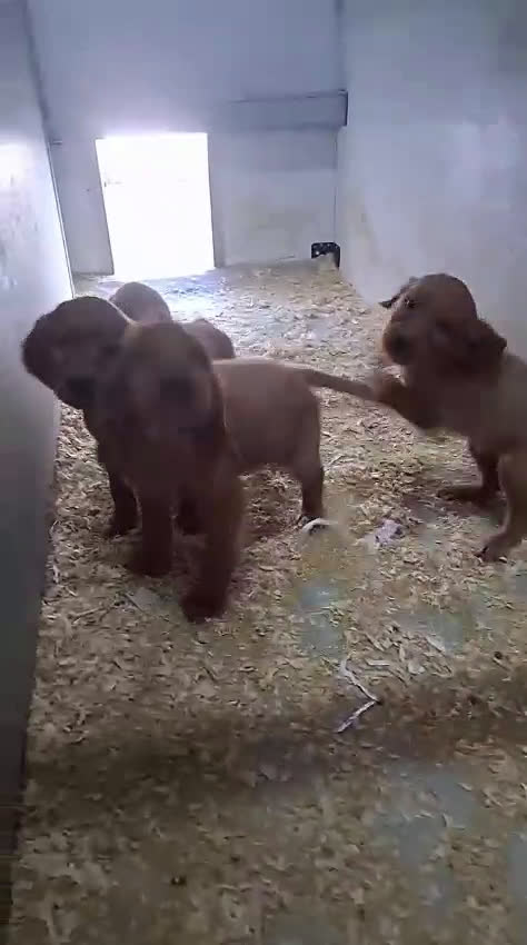 Setter Irlandés Rojo perros en venta: Sette irlandés  - Video 1