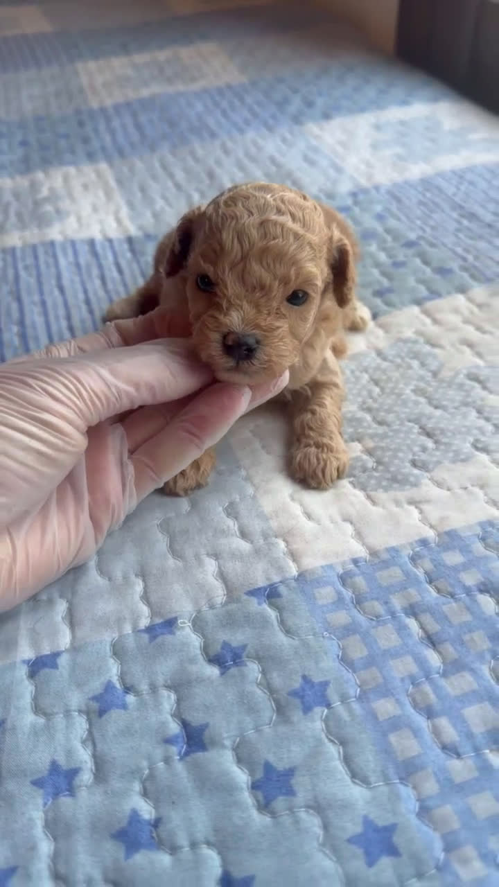 Caniche Toy perros en venta: Hembrita de caniche toy apricot  - Video 1