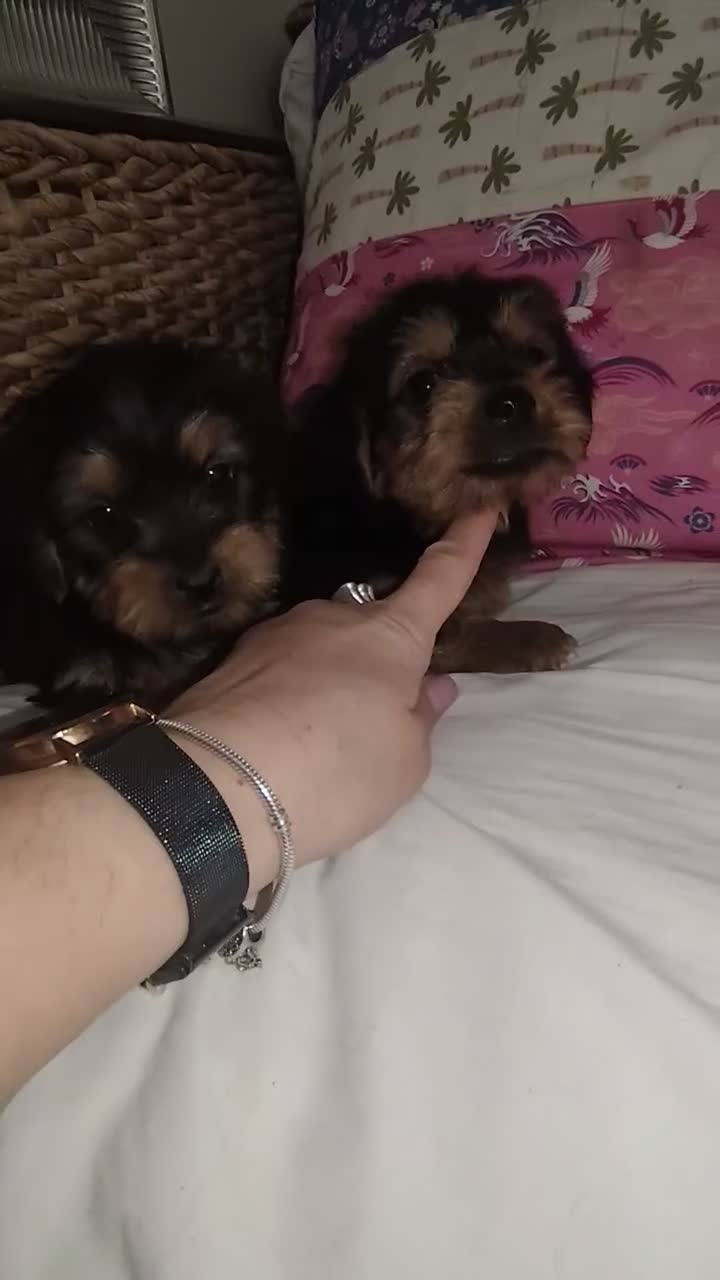 Yorkshire Terrier perros en venta: Yorkshire Terrier  en Madrid - Video 1