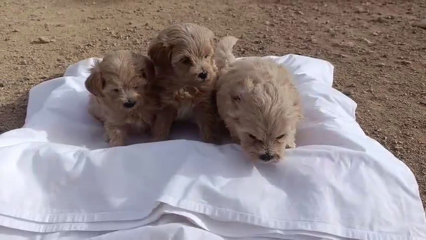 Maltipoo perros en venta: LINDAS HEMBRITAS DE MALTIPOOS - Video 1