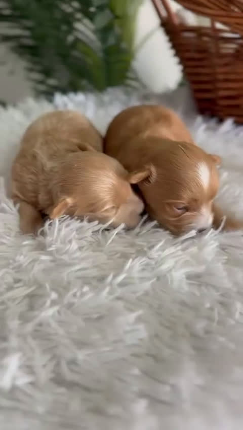 Maltipoo perros en venta: MALTIPOO MACHOS - Video 1