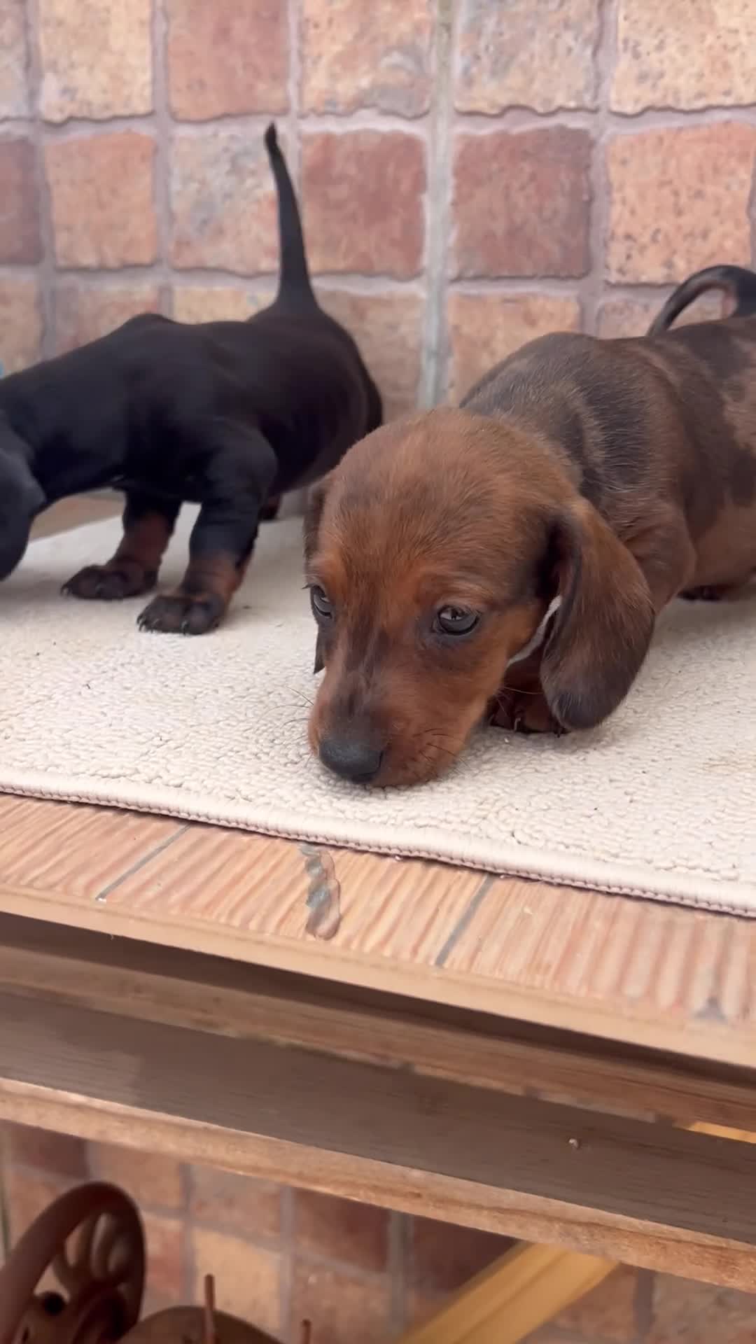 Teckel Miniatura perros en venta: Tekel Kaninchen De Exposición Microscópicos Toy - Video 1