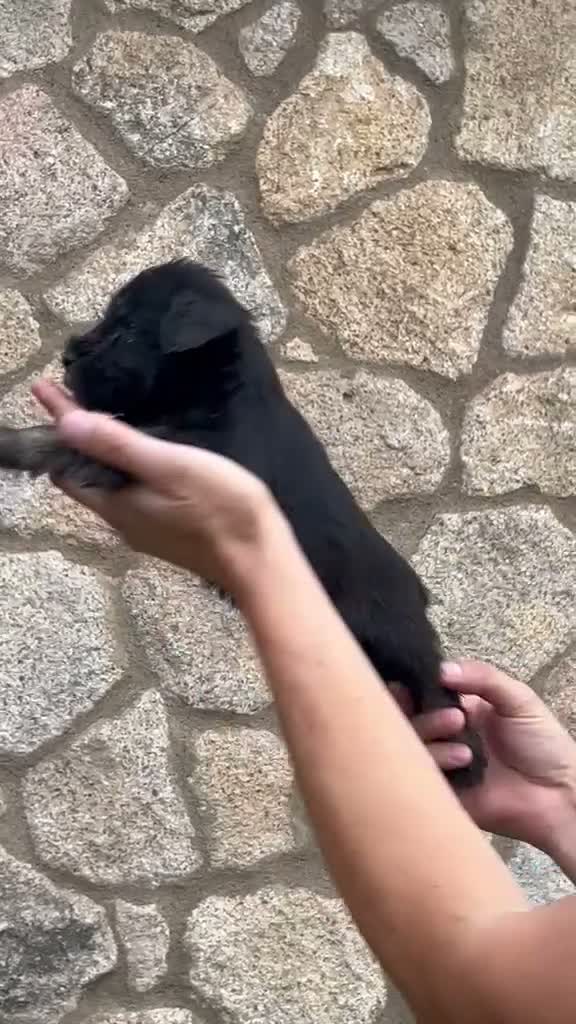 Schnauzer Miniatura perros en venta: Schnauzee mini - Video 1