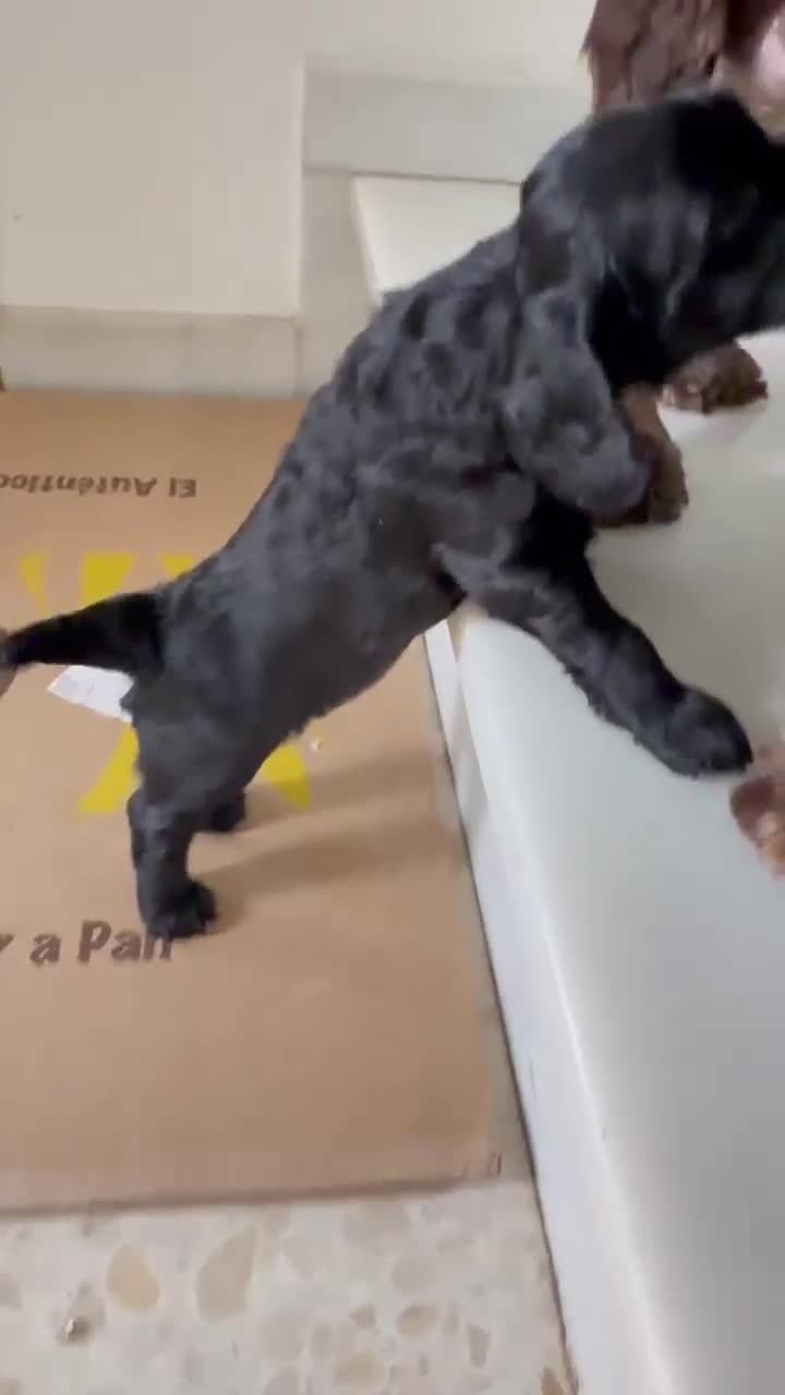 Cocker Spaniel Inglés perros en venta: Cocker spanish ingles negra hembra  - Video 2