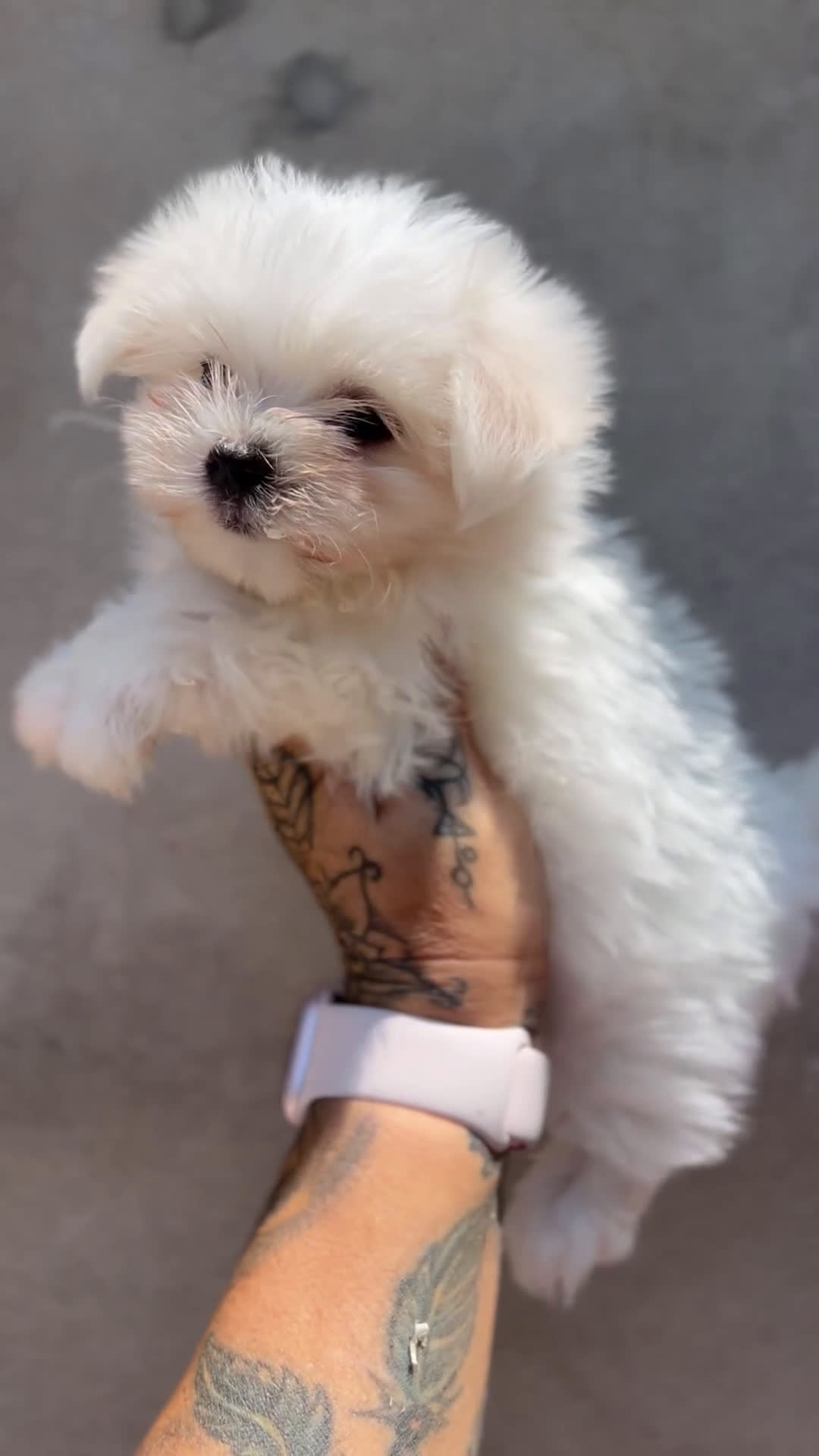 Bichón Maltés perros en venta: Bichon maltés coreano  - Video 1