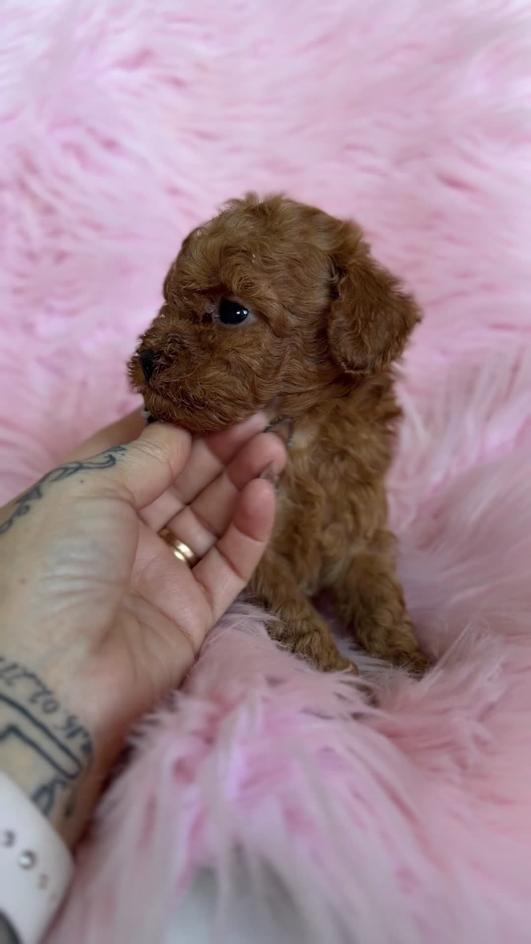 Caniche Toy perros en venta: Caniche Toy rojo pimentón  - Video 1