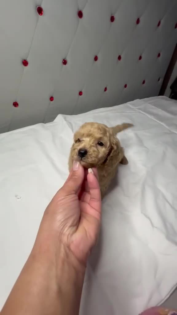 Caniche Toy perros en venta: Caniche toy  rojos y apricot - Video 3