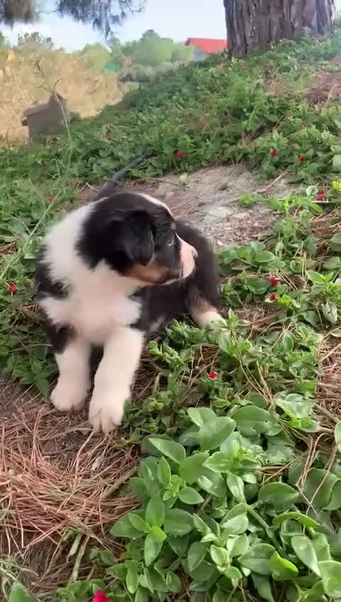 Pastor Australiano perros en venta: PASTOR AUSTRALIANO  - Video 3