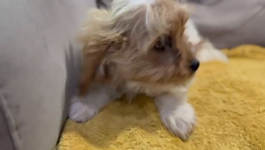 Cavapoo perros en venta: Camada perritos raza Cavapo en Granada - Video 2