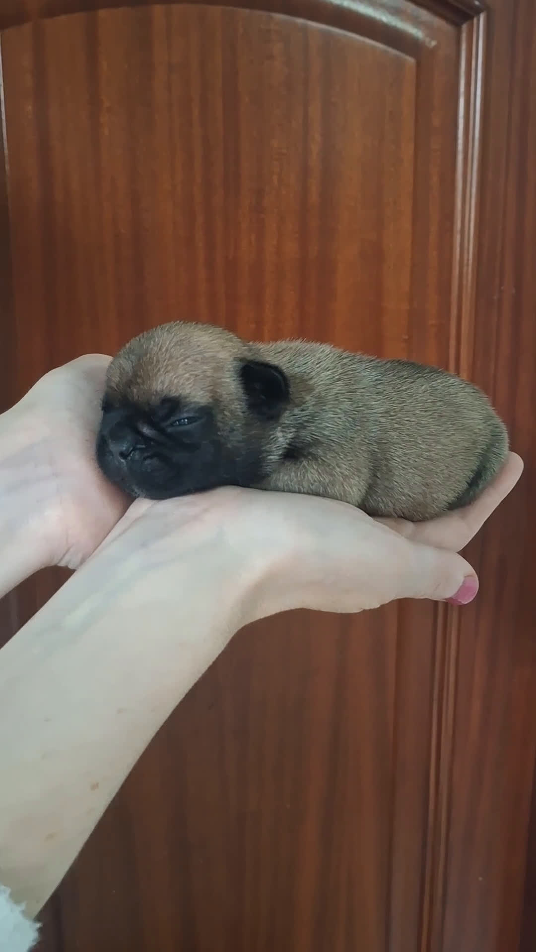 Bulldog Francés perros en venta: Bulldog frances fawn - Video 1