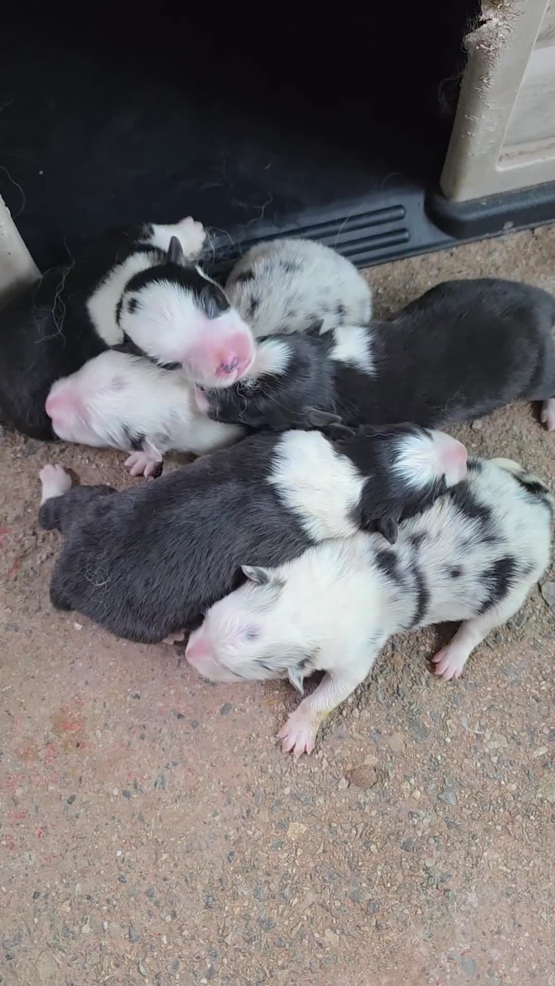 Border Collie perros en venta: Cachorros Border Collie con LOE - Video 1