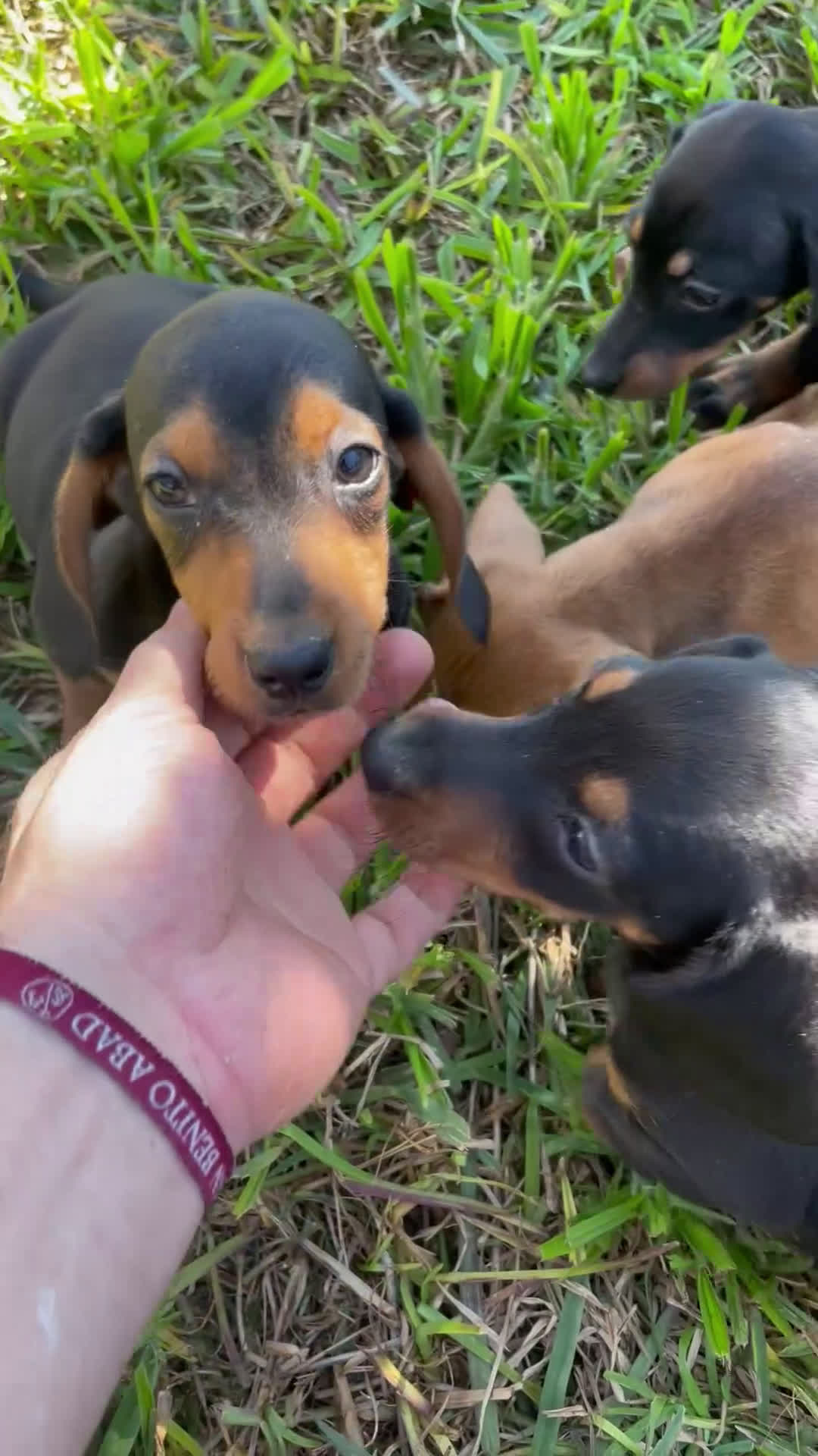 Teckel Miniatura perros en venta: Tecke miniatura listos para entregar  - Video 2