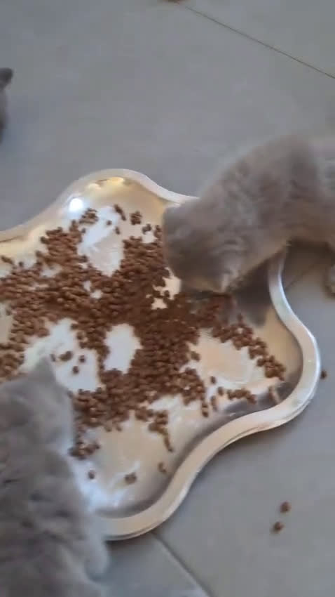 Británico de Pelo Corto gatos en venta: British pura raza  - Video 1