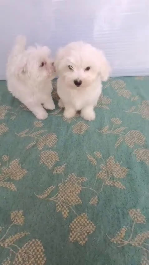 Bichón Maltés perros en venta: OFERTA MACHITOS BICHON MALTES DESDE 600 € - Video 1