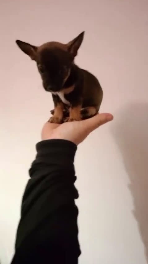 Chihuahua perros en venta: Chihuhuas toy  - Video 1