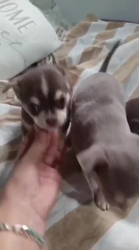 Chihuahua perros en venta: Chihuahua toy machos  - Video 1