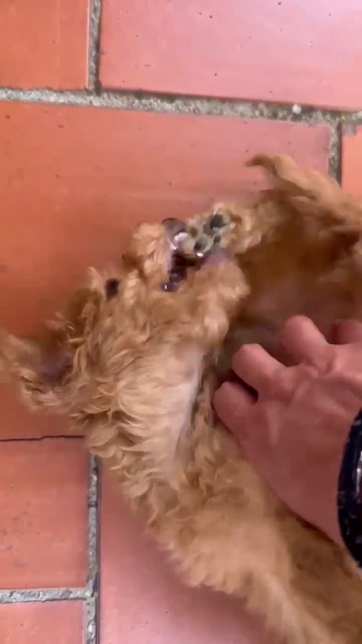 Caniche Toy perros en venta: Excelente camada de caniche apricot toy - Video 1