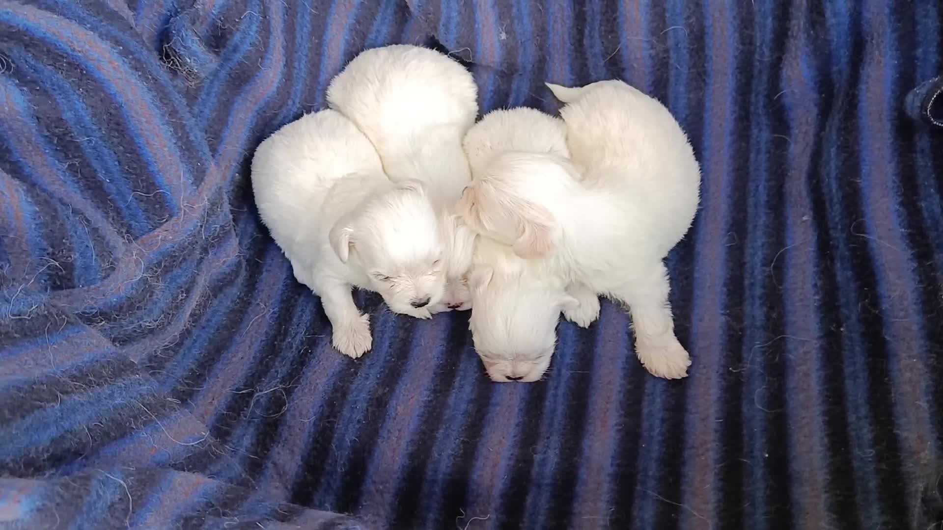 Bichón Maltés perros en venta: BICHÓN MALTÉS  - Video 1