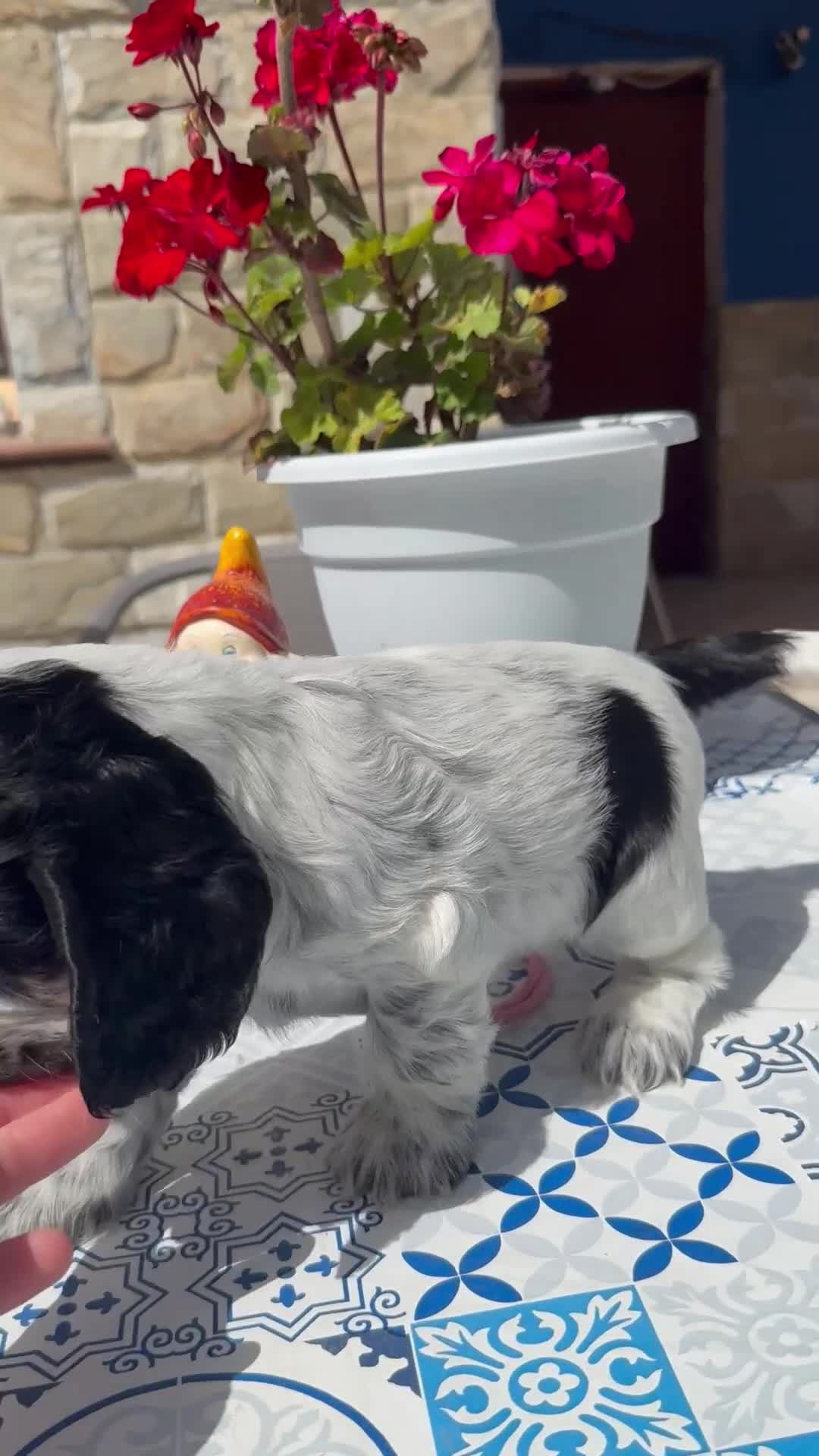 Cocker Spaniel Inglés perros en venta: Cachorros cocker spaniel ingles - Video 1