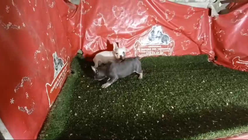 Bulldog Francés perros en venta: camada bulldog frances tricolor  en Madrid - Video 3