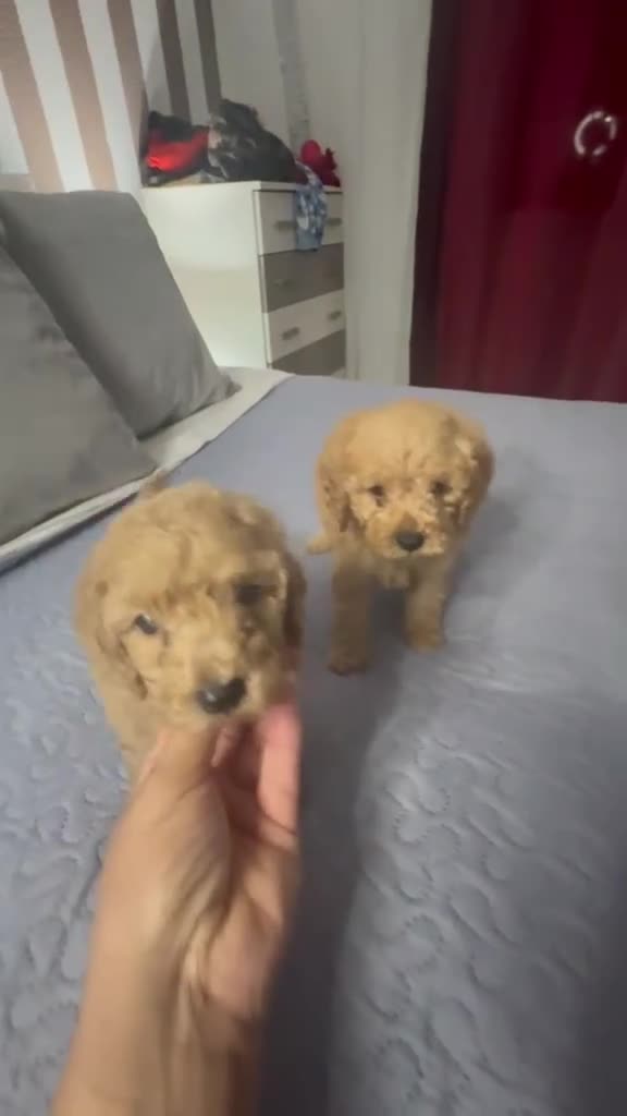 Caniche Toy perros en venta: Caniche toy  rojos y apricot - Video 1