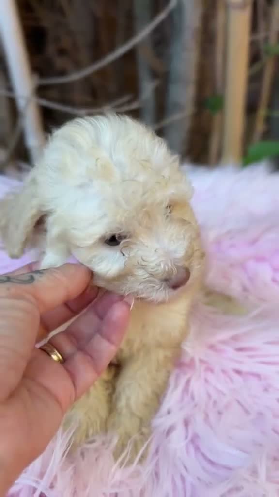 Caniche Toy perros en venta: Hembras caniche canela - Video 2