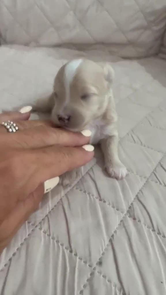 Maltipoo perros en venta: Maltipoo macho  - Video 1