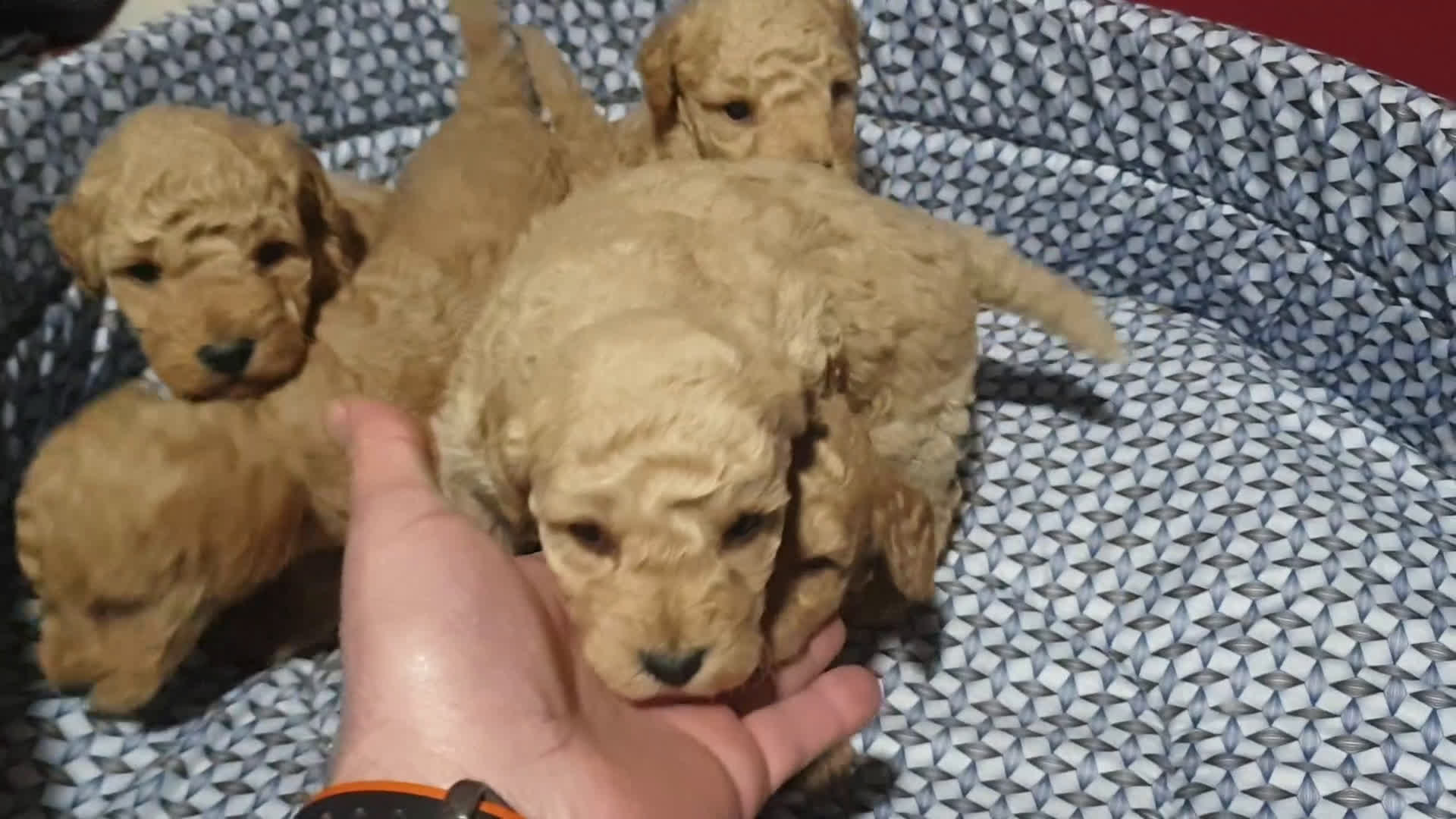 Caniche Toy perros en venta: Caniches madre apricot padre rojo - Video 1