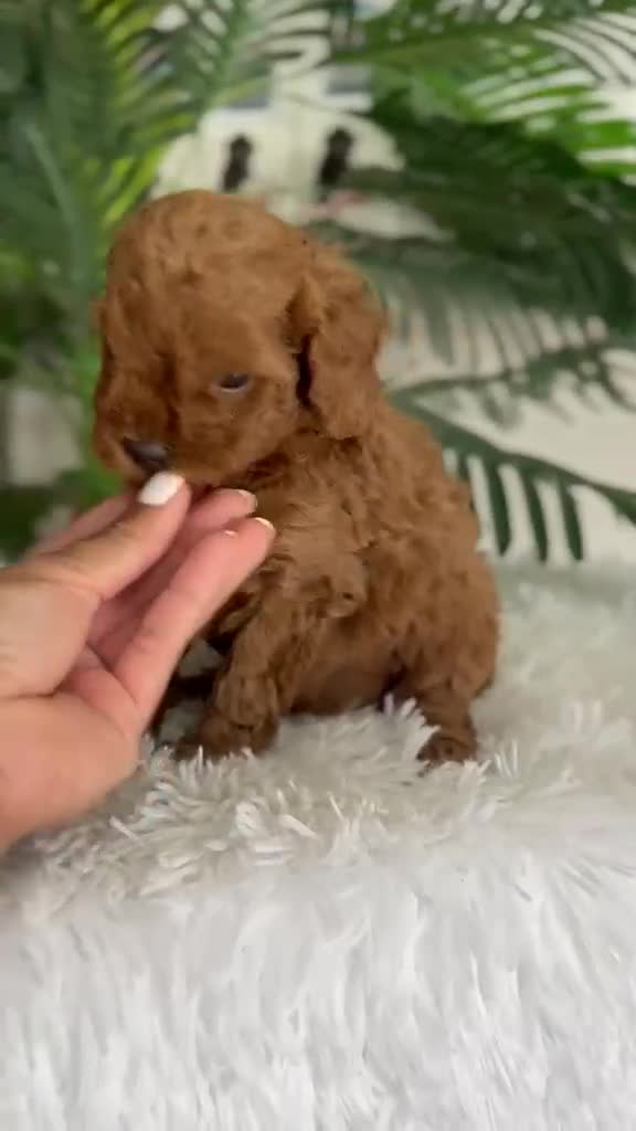 Caniche Toy perros en venta: CANICHE TOY HEMBRA - Video 1