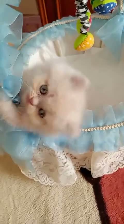 Himalayo gatos en venta: Gatito persa himalayo listo para entregar - Video 1