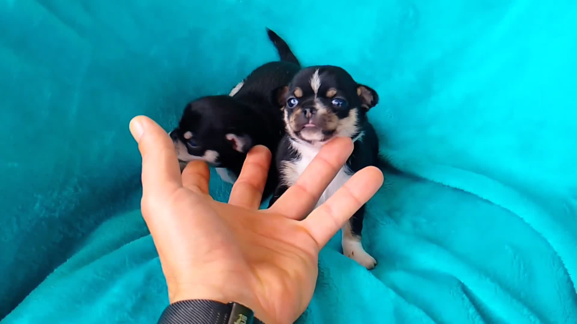Chihuahua perros en venta: Chihuahua Mini White Exclusivos  - Video 2