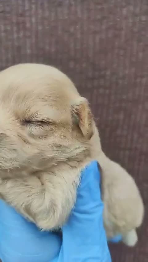 Maltipoo perros en venta: Maltipoo - Video 3