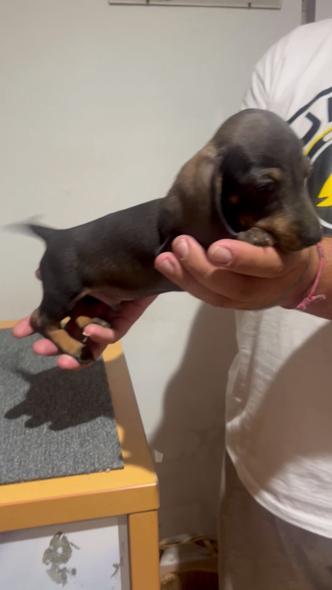 Teckel Miniatura perros en venta: Teckel caninchen  - Video 1