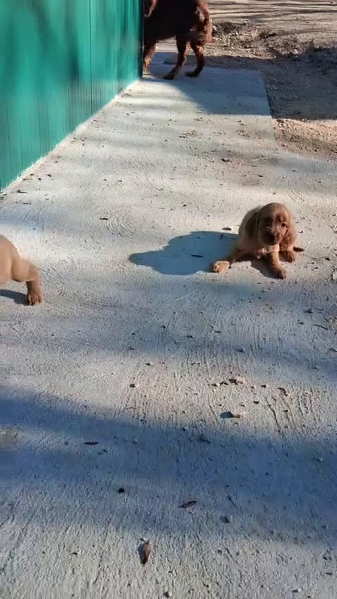 Setter Irlandés Rojo perros en venta: Setter Irlandes - Video 3