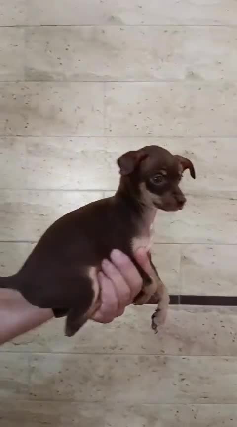 Chihuahua perros en venta: Chihuahua hembra chocolate fuego  - Video 1