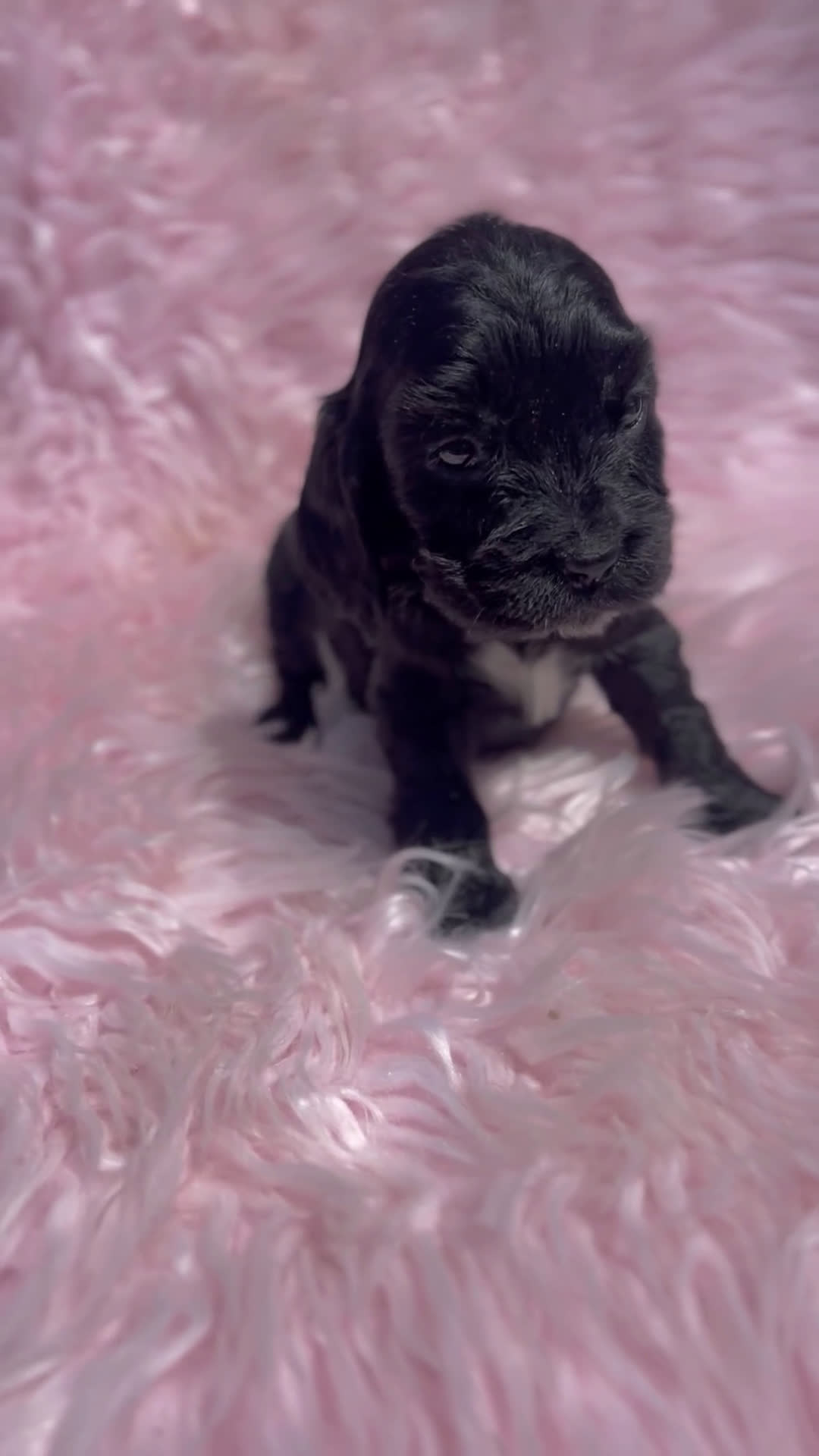 Cocker Spaniel Inglés perros en venta: Cocker ingles negra  - Video 1