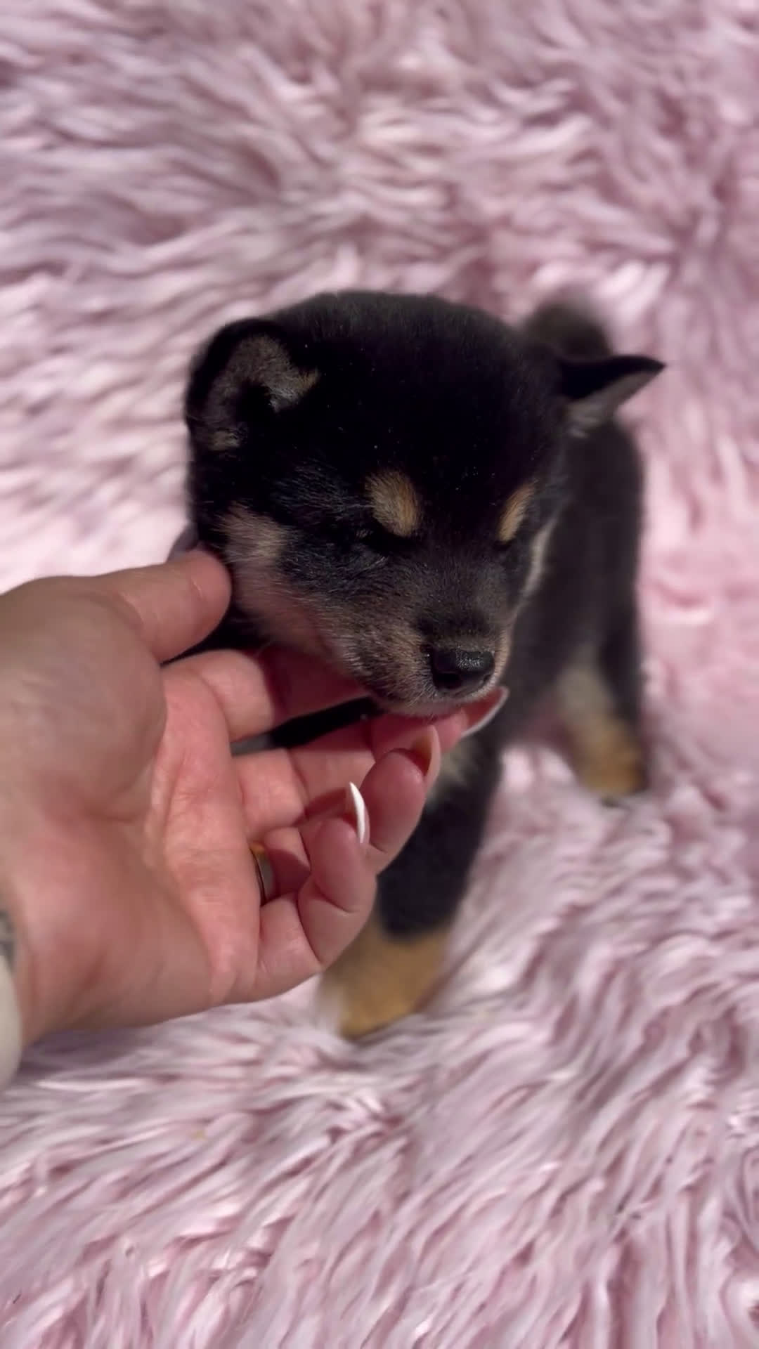 Shiba Inu perros en venta: Shiba inu negra fuego  - Video 1